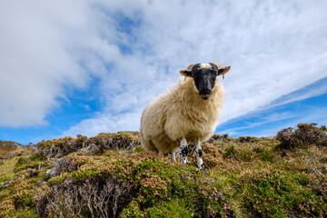 ein schafbock auf einem felsen