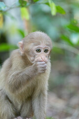 monkey in the forest of thailand,macaca fascicularis