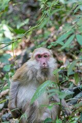 monkey in the forest of thailand, Macaca fascicularis