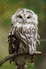Portrait of Eurasian eagle owl