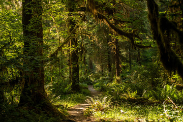Hoh River Trail Meanders Through Thick Rainforest