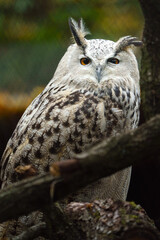 Portrait of Eurasian eagle owl
