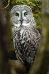 Great grey owl on tree