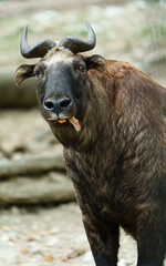 Portrait of Mishmi takin in zoo