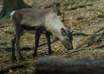 Portrait of Reindeer in zoo