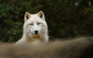 Portrait of Arctic wolf in zoo