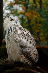 Portrait of Eurasian eagle owl