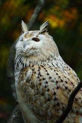 Portrait of Eurasian eagle owl