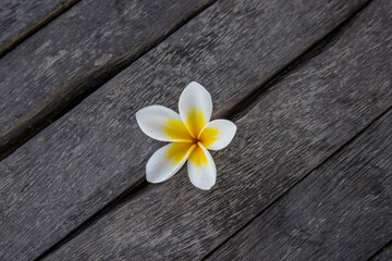 Fototapeta na wymiar Plumeria, Frangipani flower on wood. Great yellow, white flowers, in a tropical environment it lies on a wood in Bali