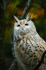 Portrait of Eurasian eagle owl