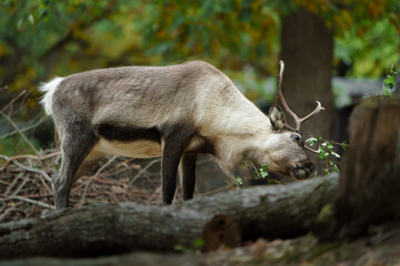 Portrait of Reindeer in zoo