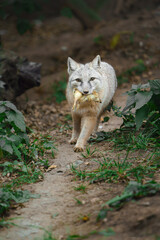Portrait of Corsac fox in zoo