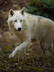 Naklejka na ściany i meble Portrait of Arctic wolf in zoo