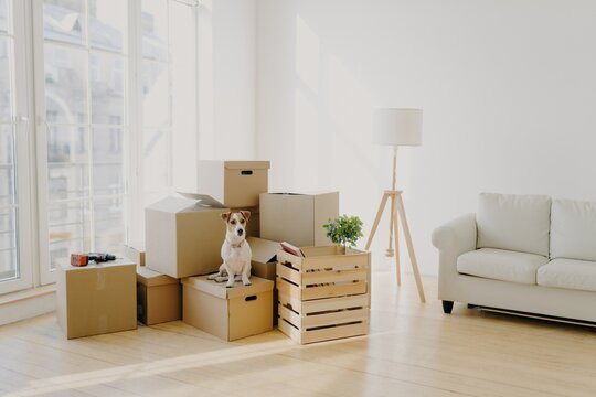 Dog sits among moving boxes in a sunny, modern living space with a white sofa and floor lamp