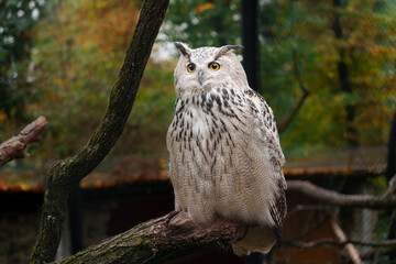 Portrait of Eurasian eagle owl