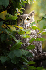 Great horned owl on tree