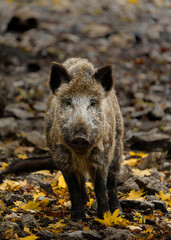 Portrait of Wild boar in zoo