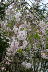 満開の枝垂れ桜