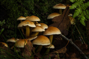 Inedible mushrooms in the natural environment.