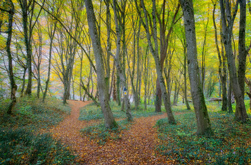 Autumn colours on Vadu Crisului in Apuseni Mountains, Romania, Europe	