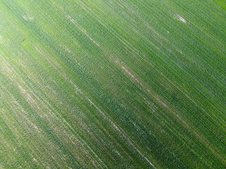 Green agricultural field, aerial view. Farmland landscape. Background.