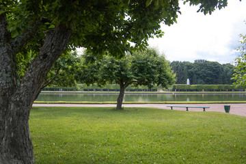 Green tree in beautiful summer garden near pond
