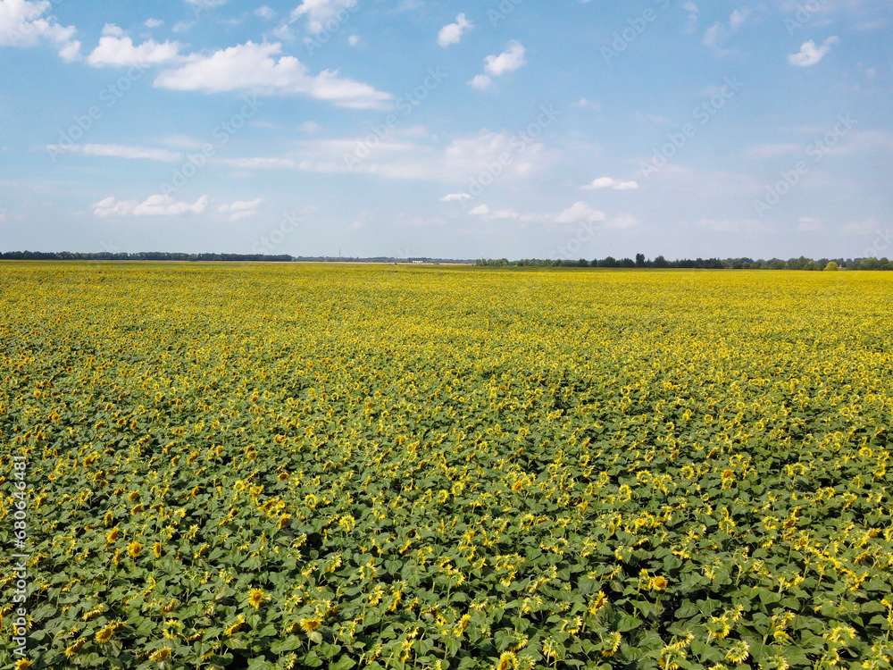 Wall mural a picturesque field of sunflowers under a blue sky, aerial view. a farm field on a hot summer day, l