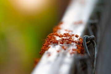 Close up view and flare. Red ants walk on fence beam during evening time of the day there are warm sunlight.