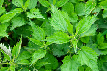 The image shows a cluster of nettle leaves with serrated edges.