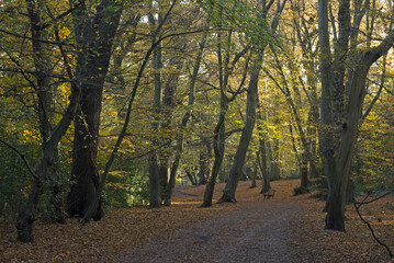 Path through the woods in autumn