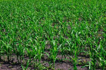 A photo of a corn field taken on a sunny day.