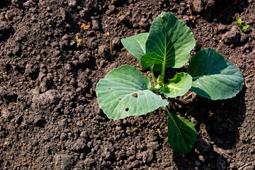 A close-up photo of a cabbage plant in rich, dark soil.