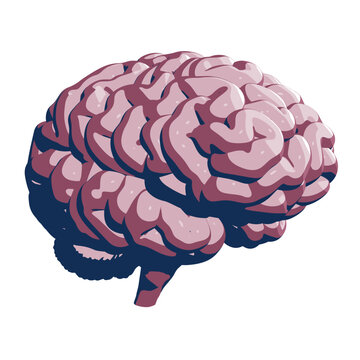 Isolated Human Brain, Half Turn View. Vector Illustration