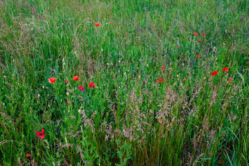 A photo of a field of tall grass with red poppies scattered throughout.