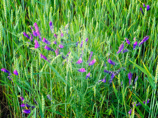 This is a photo of a field of tall green grass with clusters of purple flowers. The image is taken from a low angle with the grass and flowers in focus. Spring vetch. Vika siderat. - Powered by Adobe