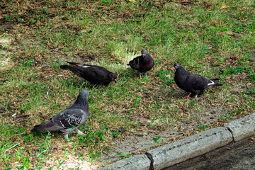 This is a photo of four pigeons on a grassy area next to a curb.