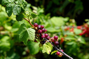 This is a photo of a branch of a bush with green leaves and dark purple berries. The background is blurred and consists of more greenery. Unripe berries of black currant on a branch, closeup.