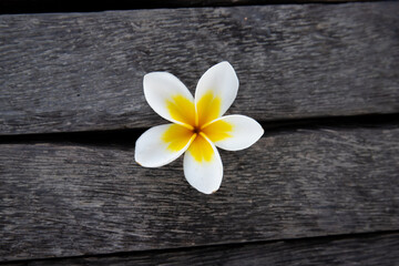 Plumeria, Frangipani flower on wood.  Great yellow, white flowers, in a tropical environment it lies on a wood in Bali