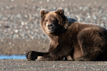 Brown bear (Ursus arctos) enjoying the morning sun; Lake Clark NP; Alaska 
