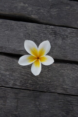 Plumeria, Frangipani flower on wood.  Great yellow, white flowers, in a tropical environment it lies on a wood in Bali