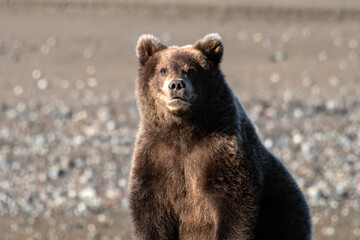 Brown bear (Ursus arctos) enjoying the morning sun; Lake Clark NP; Alaska 