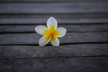 Plumeria, Frangipani flower on wood.  Great yellow, white flowers, in a tropical environment it...