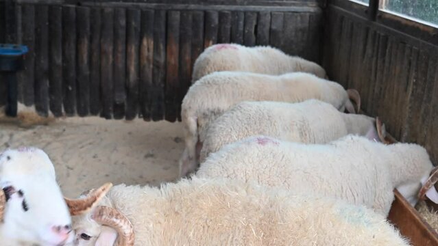 Sheep ready to be slaughtered as an offering to Allah for the acceptance of prayers in Islam.