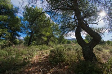 Taillades im Luberon