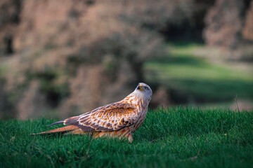 Red Kite. Milvus milvus.
The red kite is on the lookout for intruders that may take its food. Or, perhaps, he knows of the photographer's presence.