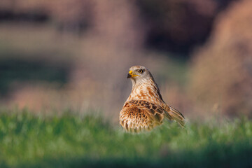 Red Kite. Milvus milvus.
The red kite is on the lookout for intruders that may take its food. Or, perhaps, he knows of the photographer's presence.