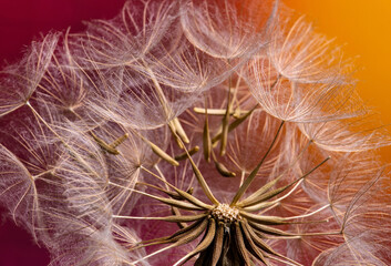 Dmuchawce na kolorowym tle. © mycatherina