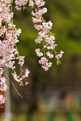 上賀茂神社の斎王桜