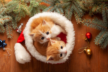 Ginger Kitten in santa hat on Christmas background and fur tree