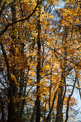 autumn in the forest in the sunshine. shallow depth of field 